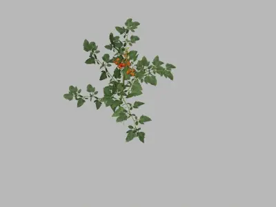 Tomato plant 3D model