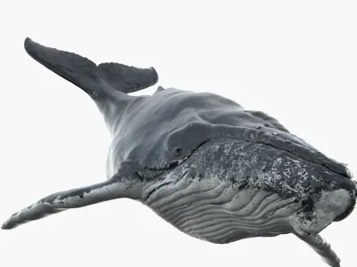  Humpback WhaleRiggedAnimated 