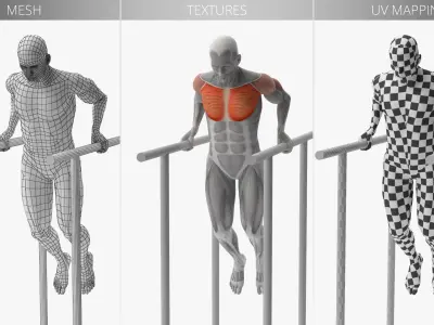 Anatomy Male Muscular System Chest Dip 