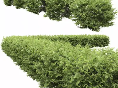 Thuja occidentalis hedge 01 3D model