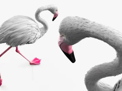  White Flamingo Bird in Walking Pose 