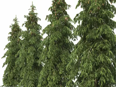 Picea Abies Pendula 1 3D model