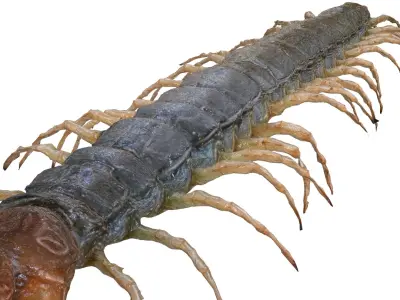  CENTIPEDE SCOLOPENDRA INSECT BEETLE 