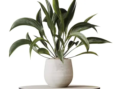Plants Spathiphyllum Wallisii Bellini Peace Lily Domino Set02 3D model