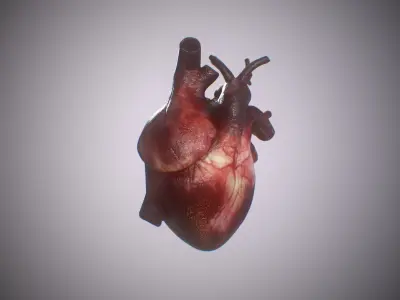 Heart Realistic Production - Animated Blendshapes 3D model