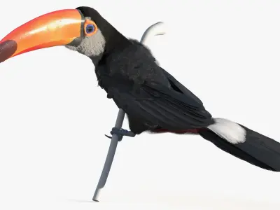  Toucan on Branch Fur for Cinema 4D 