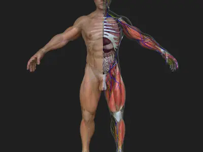 Ultimate Complete Male Anatomy 3D model