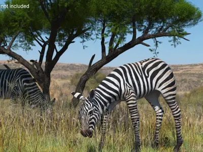  Plains Zebra Foal Eating 