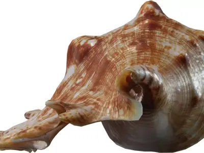 Spiky Conch Seashell Low-poly 3D model