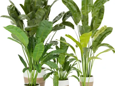 Collection plant indoor vol 6 3D Model Pack