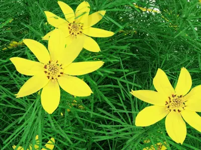 Coreopsis verticillata Grandiflora 3D model