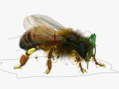  Honey Bee Insect Eating Animated Fur Rigged For Blender 