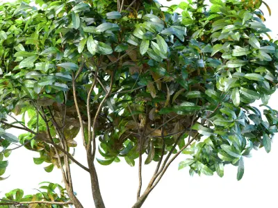 Decorative tree in a classic pot and flowerpot 3D model