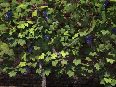 Wine Plant Vineyard Grapes fruits v2 3d model  3D model
