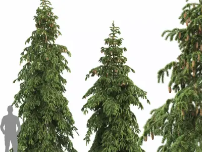 Picea Abies Pendula 1 3D model