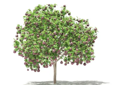 Common Fig Tree with Fruits 3D model