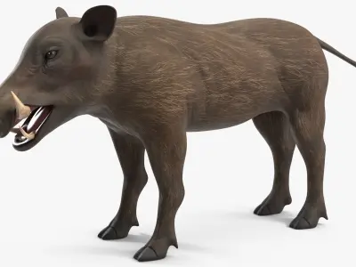  African Mammals Collection 