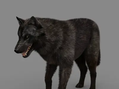 WOLF rigged character 3D model