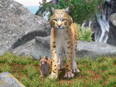  Lynx Mother and Cub Walking Fur 
