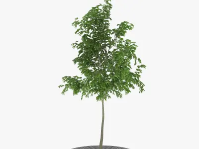 Street Tree 02 3D model