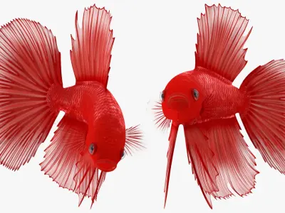  Red Crowntail Betta Fish Swimming Animated Rigged for Cinema 4D 