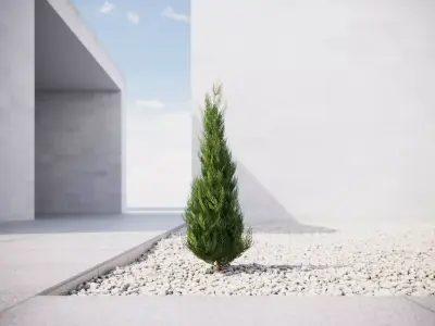 Small conifer 3D model