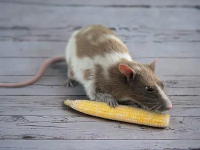  Decorative Rat Rigged Xgen 