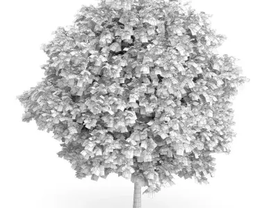 Common Walnut Tree Juglans regia 3D model