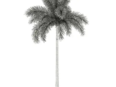 Foxtail Palm Tree 3D Model 8m 3D model