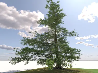 San Benedetto plane tree 3D model