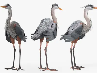  Great Blue Heron Eats Frog Rigged For Blender 