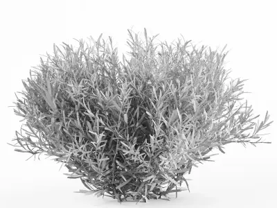 Lavender Bush Set  6 Unique Forms 3D model
