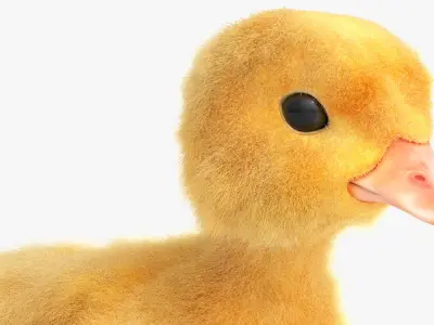  Young Farm Duck Idle Animated Fur Rigged For Blender 