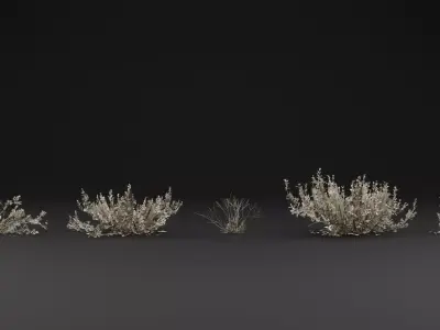 Atriplex amnicola Plant 3D model