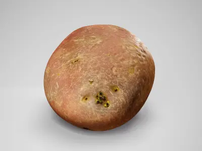  Desiree Potato - Photorealistic Scan Low-poly 3D model