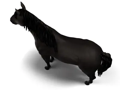  Full Female Horse Anatomy Static 