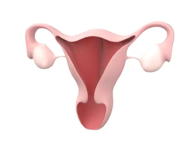 Uterus Icon v1 001 Low-poly 3D model
