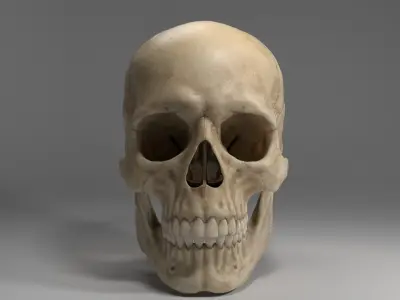  Realistic Human Skull 