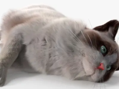  Ragdoll Cat Lying Pose Fur for Maya 