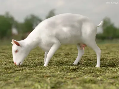  Farm Goat Animated Fur Rigged for Blender 