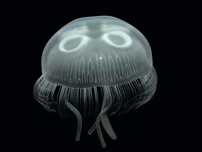  jellyfish 