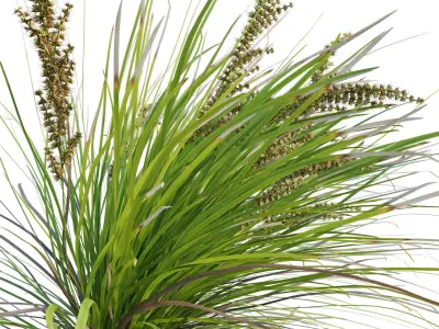 Lomandra Longifolia Nyalla - Mat Rush 02 3D model