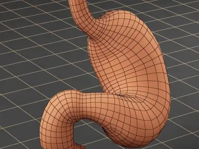 Anatomy stomach 3D model