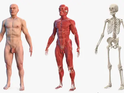  Male Body Anatomy Collection 