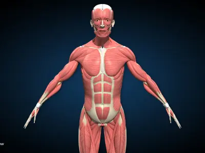 Male Muscular Skeletal V2 - Advanced Rig 3D model