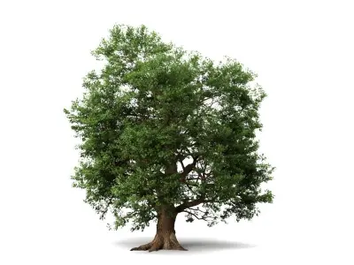 Oak Tree 3D model