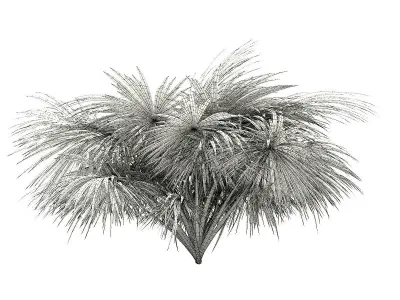 Silver Fan Palm Tree 3D Model 3m 3D model