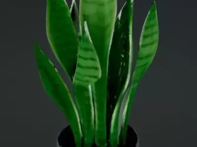 Snake plant 3D model