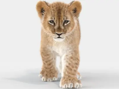  Lion Family 3D Models Rigged and Animated Bundle Lion Lioness and Cub 