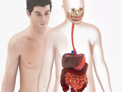 Human Digestive with Anatomic Cut Low-poly 3D model